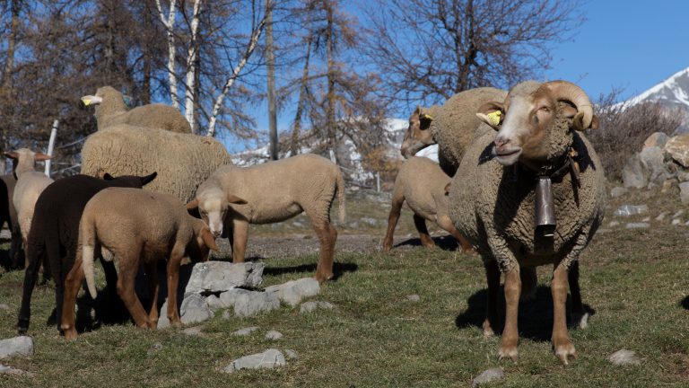 La fête de la transhumance La fête de la transhumance