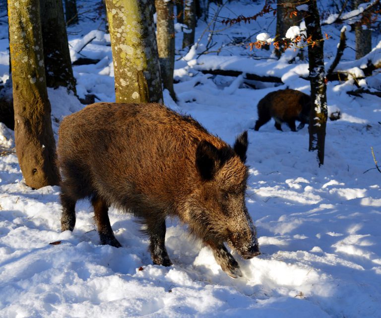 La chasse La chasse