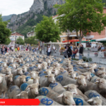 Transhumance