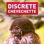 Discrete Chevechette