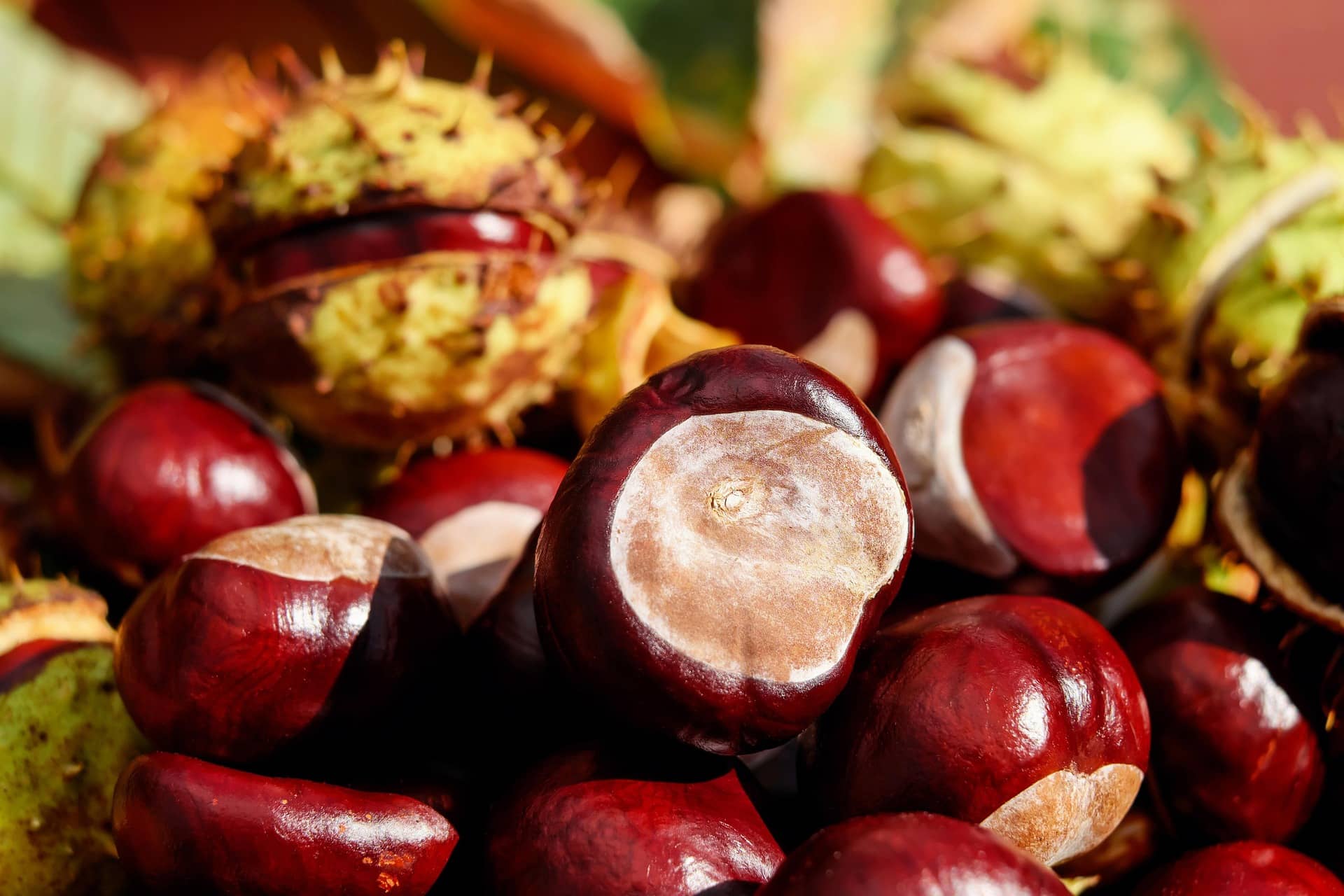 couleur-chestnut-1710748_1920